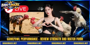 Gamefowl Performance - Review Strength And Match Form